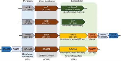 Iodate Reduction by Shewanella oneidensis Requires Genes Encoding an Extracellular Dimethylsulfoxide Reductase